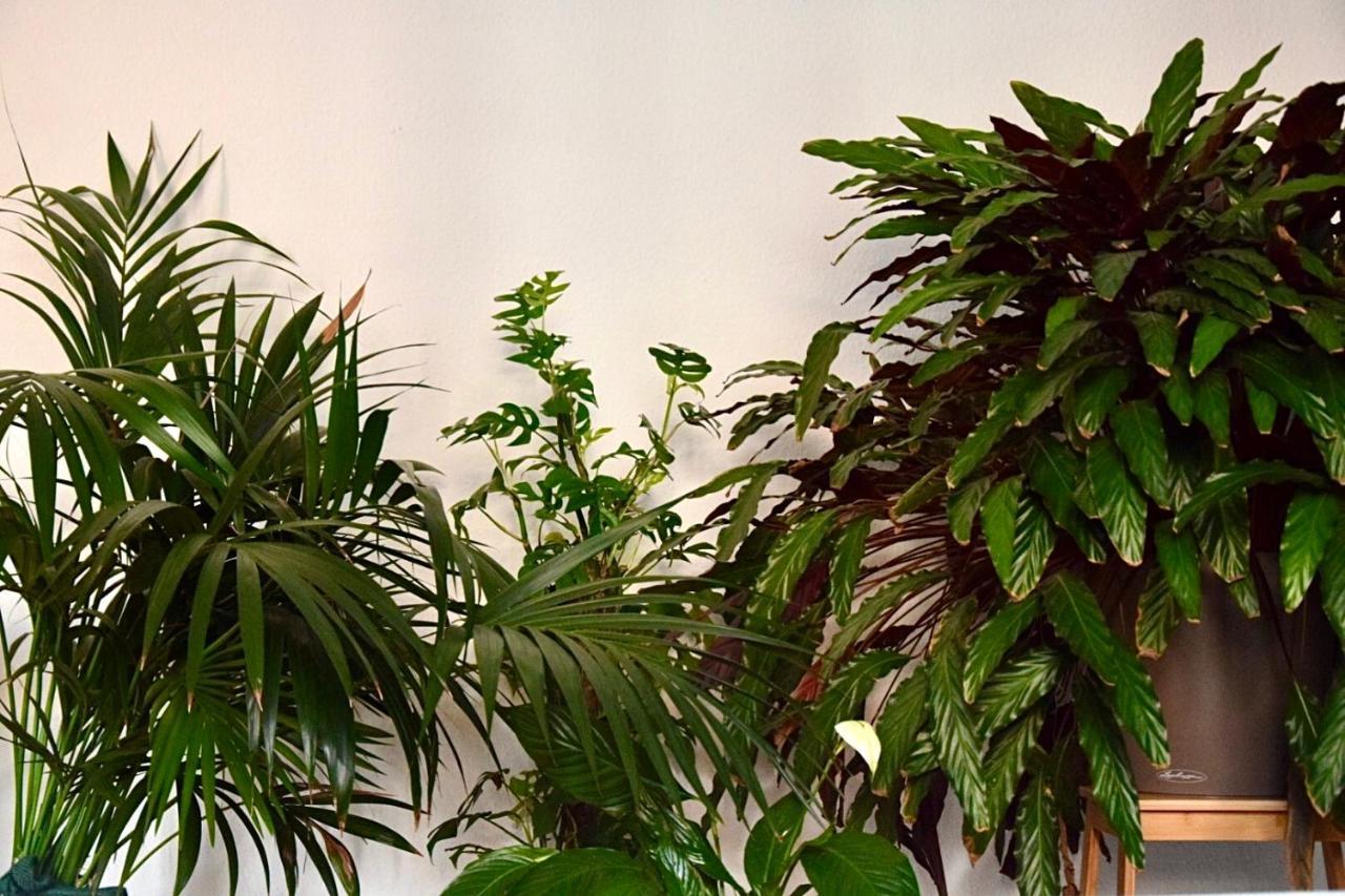 Greenbnbs: Cozy Urban Jungle In The City Centre Essen Extérieur photo